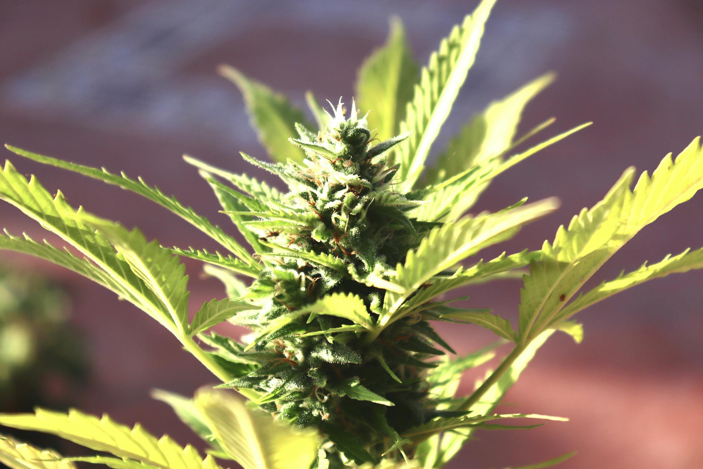 Macro close-up of cannabis flower bud showing trichome detail