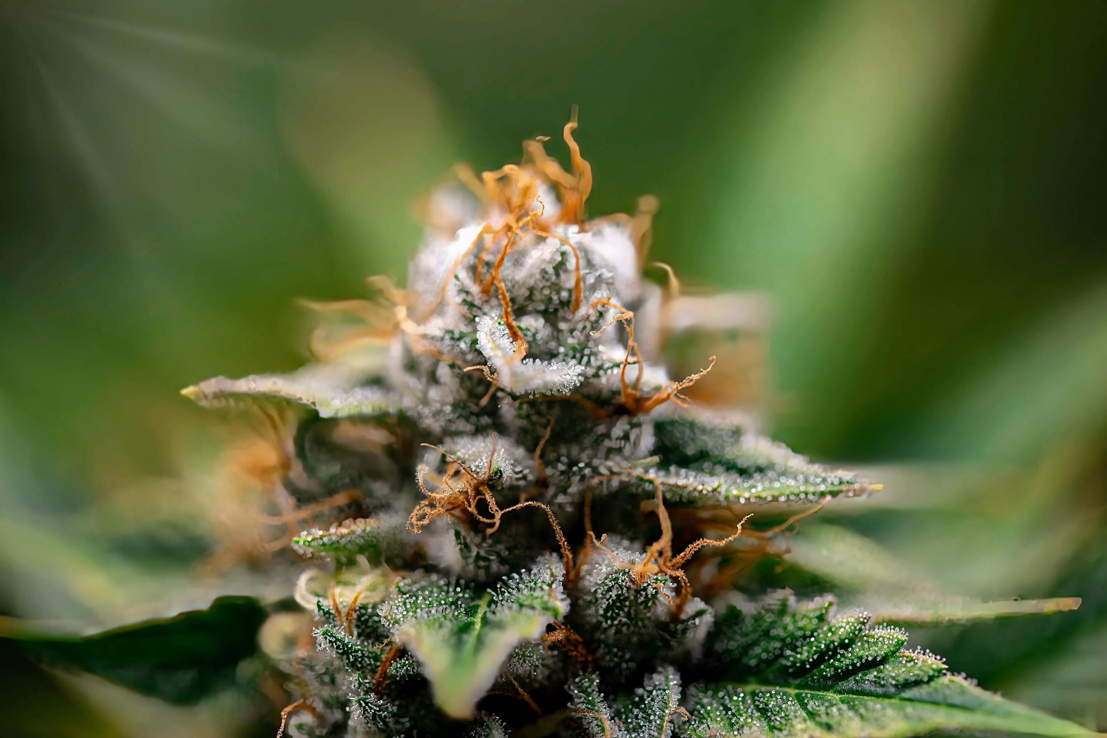 Trichome-covered cannabis bud in macro photography