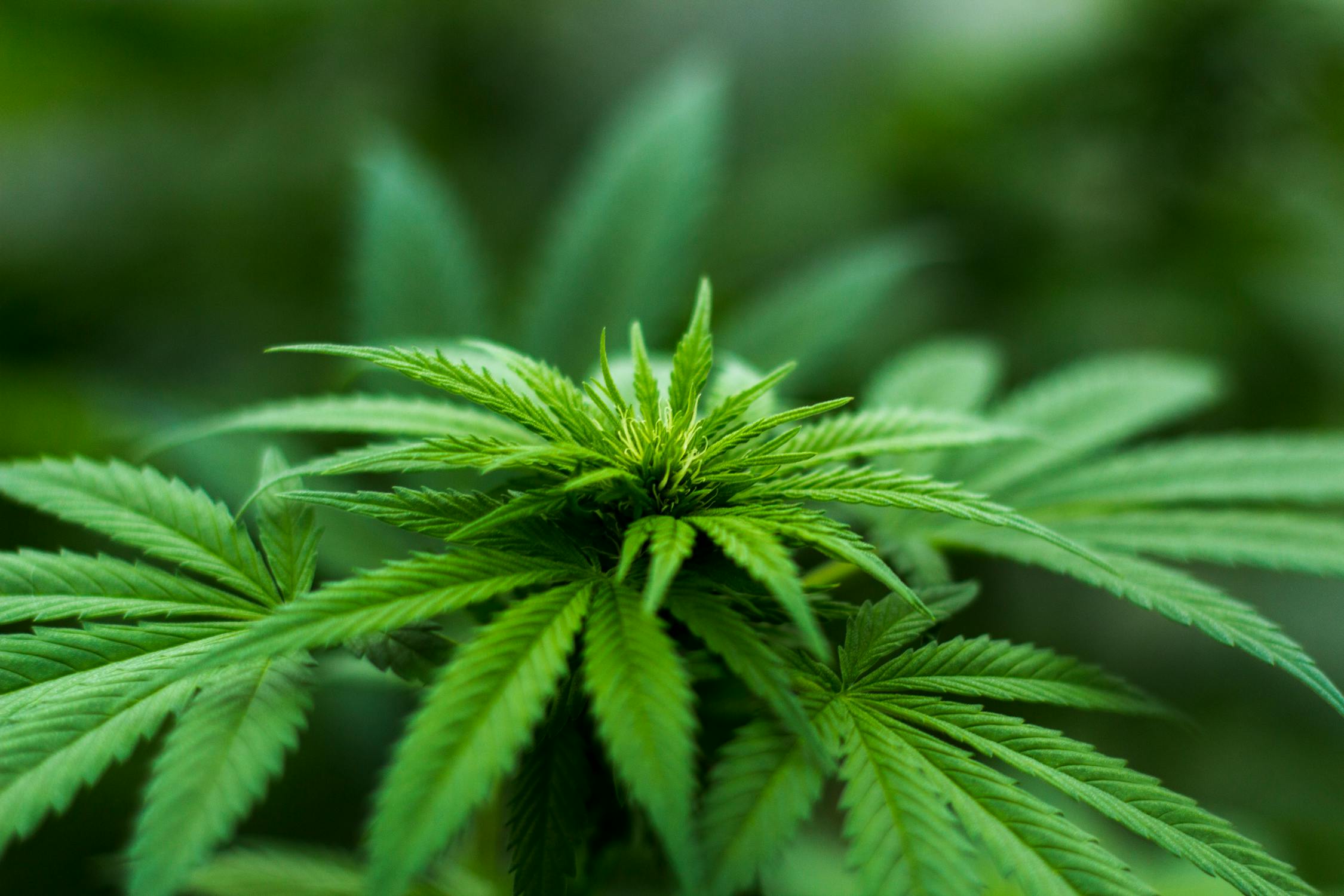 Healthy cannabis plant with lush green leaves